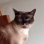 Trauma-Behandlung bei Kater Juan Carlos aus Spanien