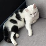 Sandra nahm meiner Katze die Angst vor der Transportbox