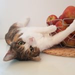 Das Verhältnis zu unseren Tieren wurde noch inniger