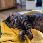 Beruhigtes warten auf Katze Nayra & eigene Themen erkannt