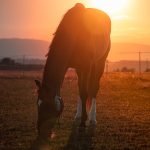 Friedvoller Abschied von Ladys little Dancer