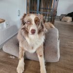 Wow-Reise Trauma-Coaching – endlich entspannte Hunde-Begegnungen